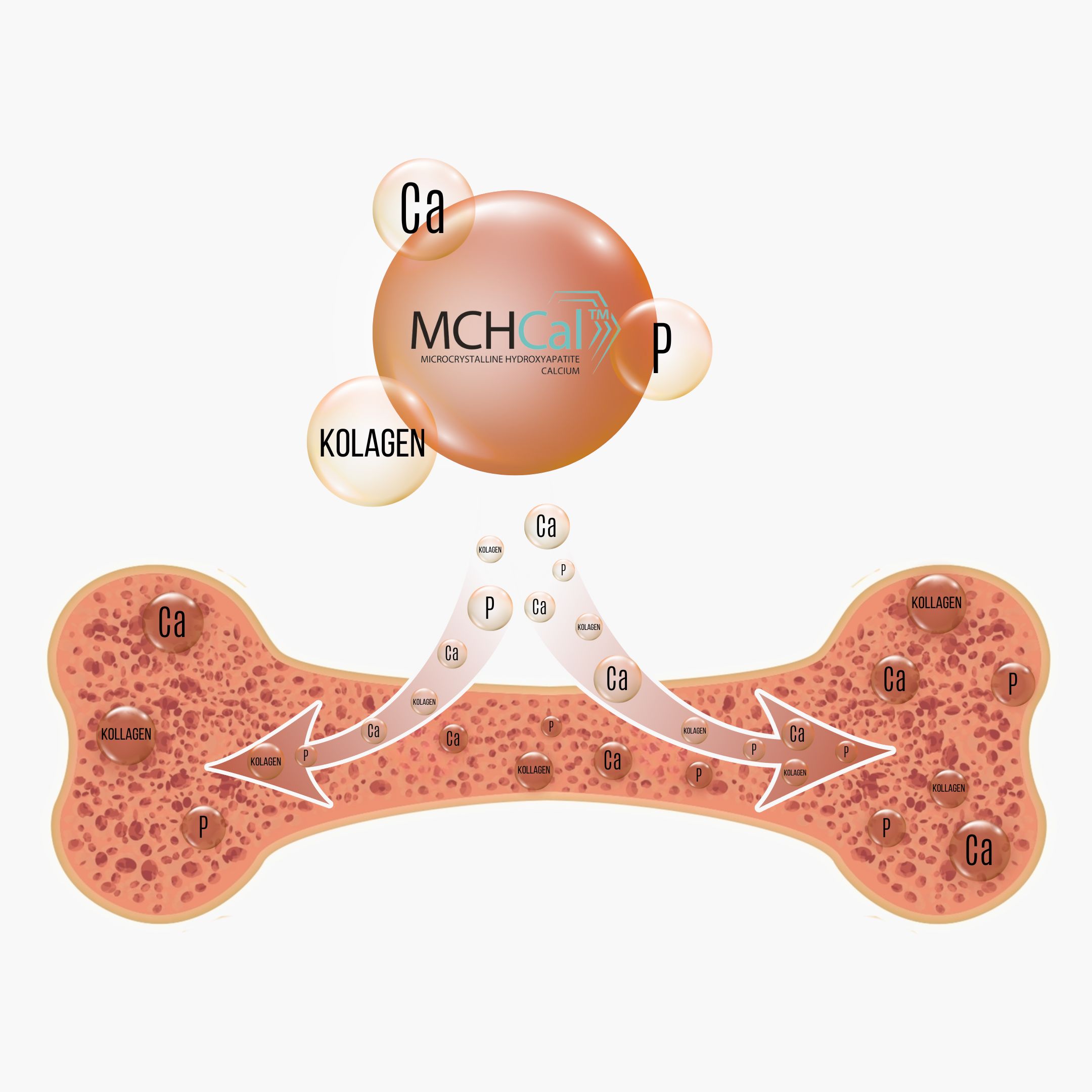 Jak Bone Complex Funguje-2